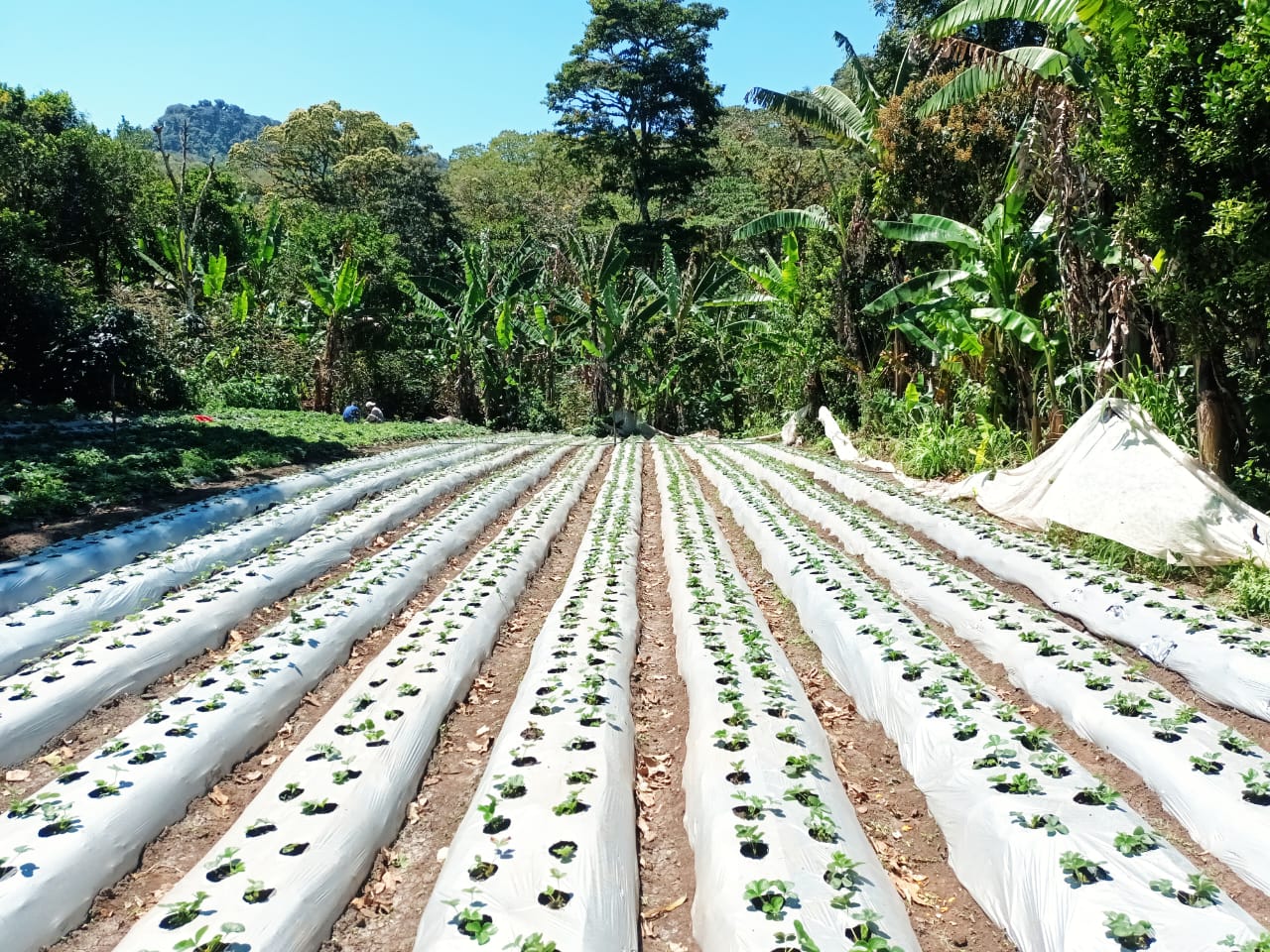 Reactivan cultivo de fresas en Madriz, Nicaragua